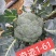 绿奇6号西蓝花种子耐热耐寒抗性强蕾粒匀花球圆绿