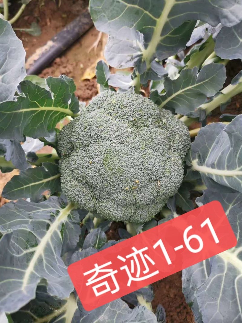 绿奇6号西蓝花种子耐热耐寒抗性强蕾粒匀花球圆绿