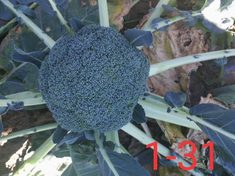 绿奇6号西蓝花种子耐热耐寒抗性强蕾粒匀花球圆绿