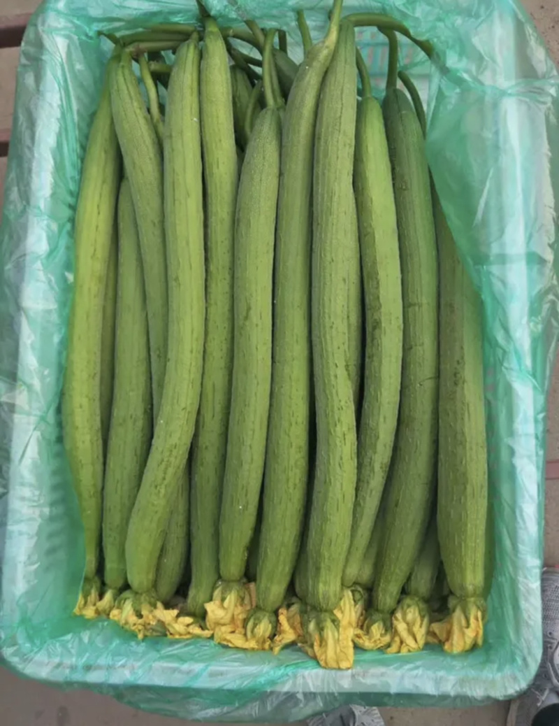 【优质推荐】常年大量供应精品丝瓜【超市专供】