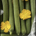 【优质推荐】常年大量供应精品丝瓜【超市专供】