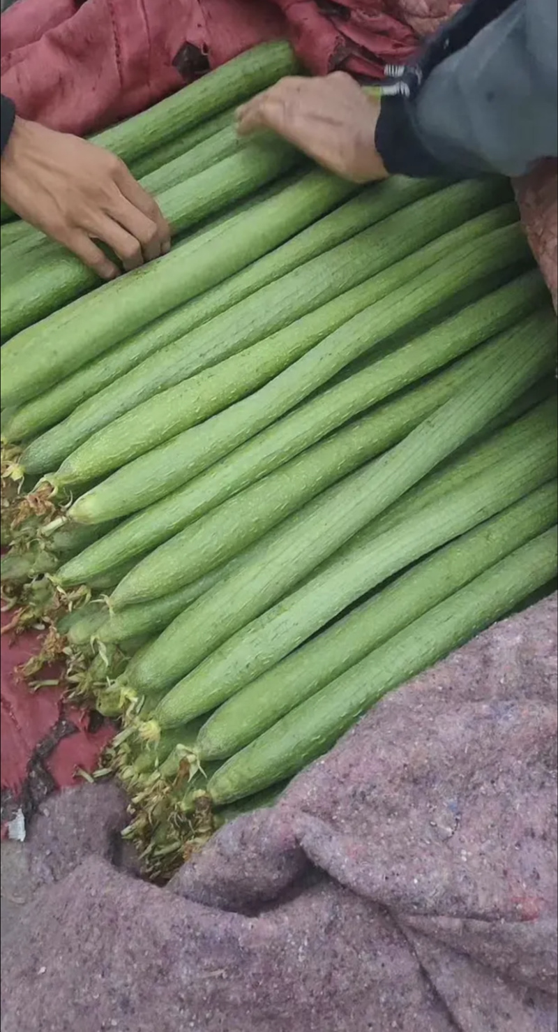 【优质推荐】常年大量供应精品丝瓜【超市专供】