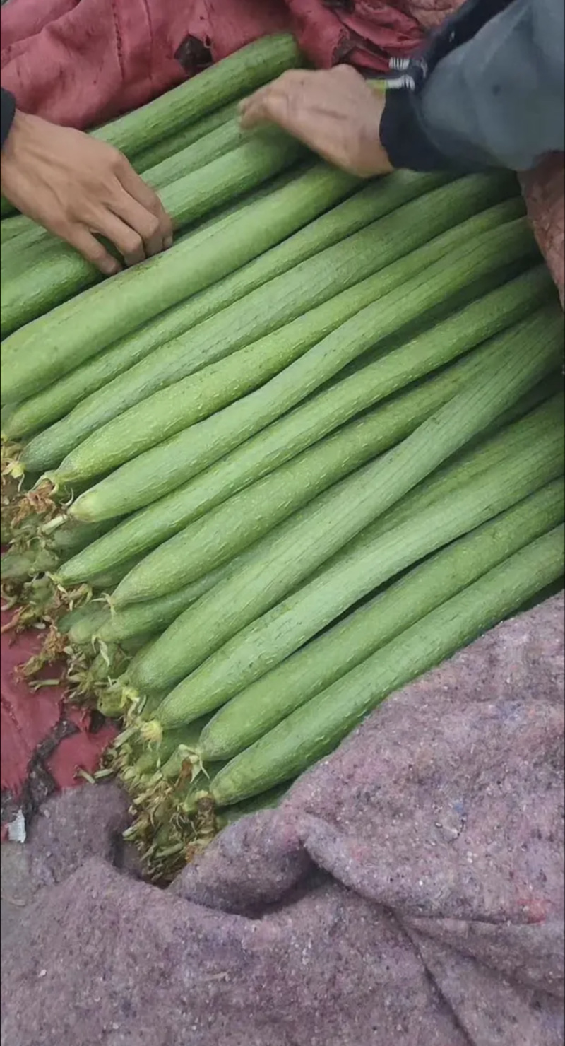 【优质推荐】常年大量供应精品丝瓜【超市专供】