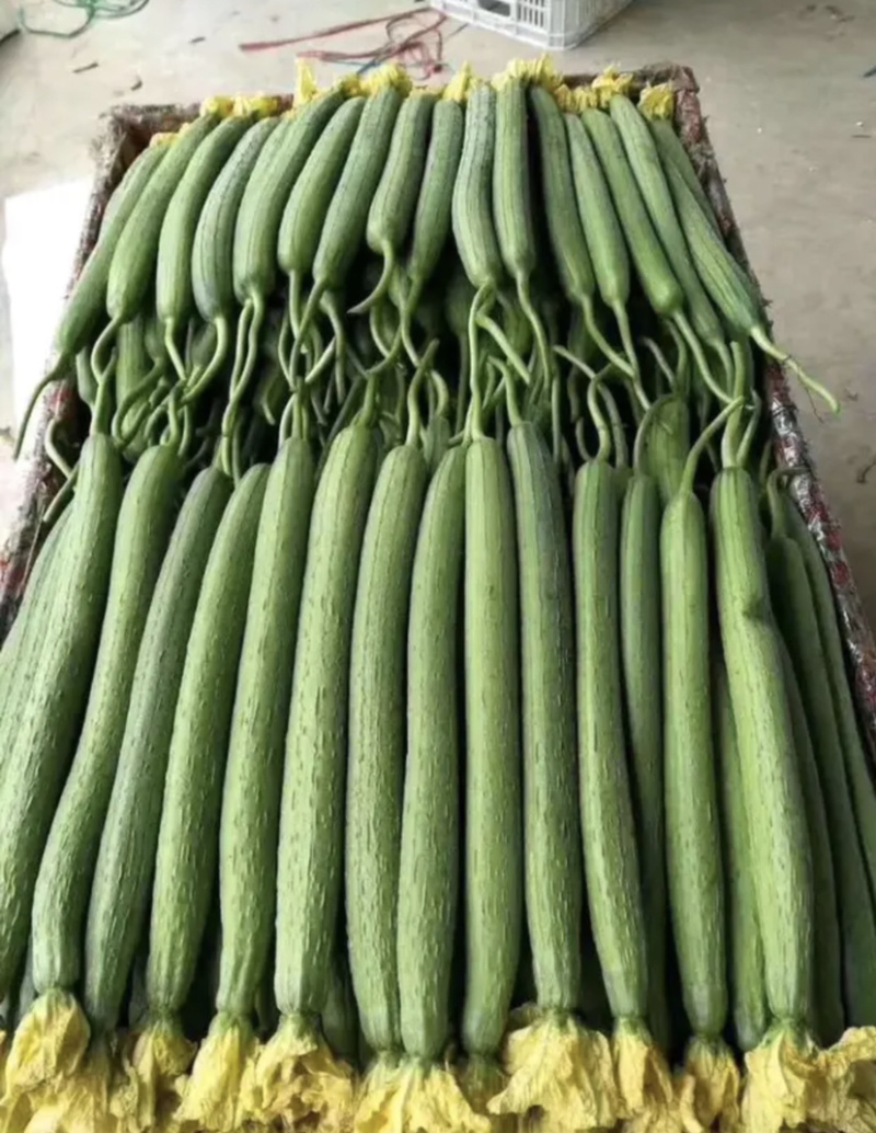 【优质推荐】常年大量供应精品丝瓜【超市专供】