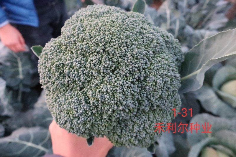 台绿3号台绿6号西兰花种子耐寒热高产抗性强