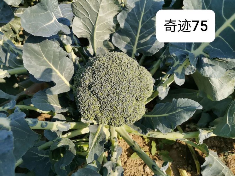 台绿3号台绿6号西兰花种子耐寒热高产抗性强