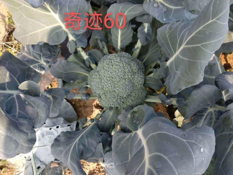 台绿3号台绿6号西兰花种子耐寒热高产抗性强