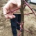 皂角树苗30~50cm，大刺皂角树苗。