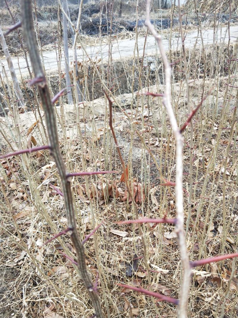 皂角树苗30~50cm，大刺皂角树苗。