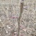 皂角树苗30~50cm，大刺皂角树苗。