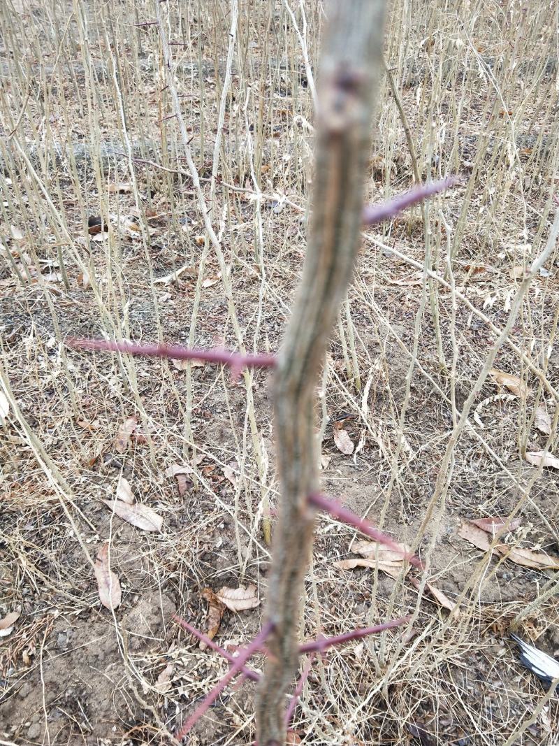 皂角树苗30~50cm，大刺皂角树苗。