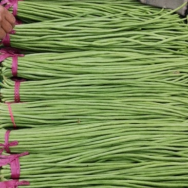 绿豆角，青豆角，白豆角长60厘米以上，质量上乘