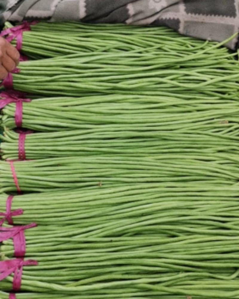 绿豆角，青豆角，白豆角长60厘米以上，质量上乘