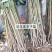 李子树苗50~100cm，西梅李子树苗。法兰西李子树苗