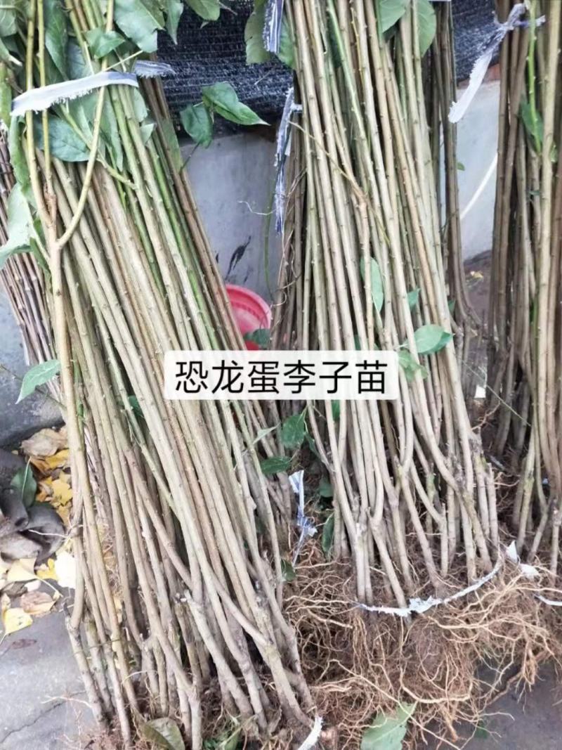李子树苗50~100cm，西梅李子树苗。法兰西李子树苗
