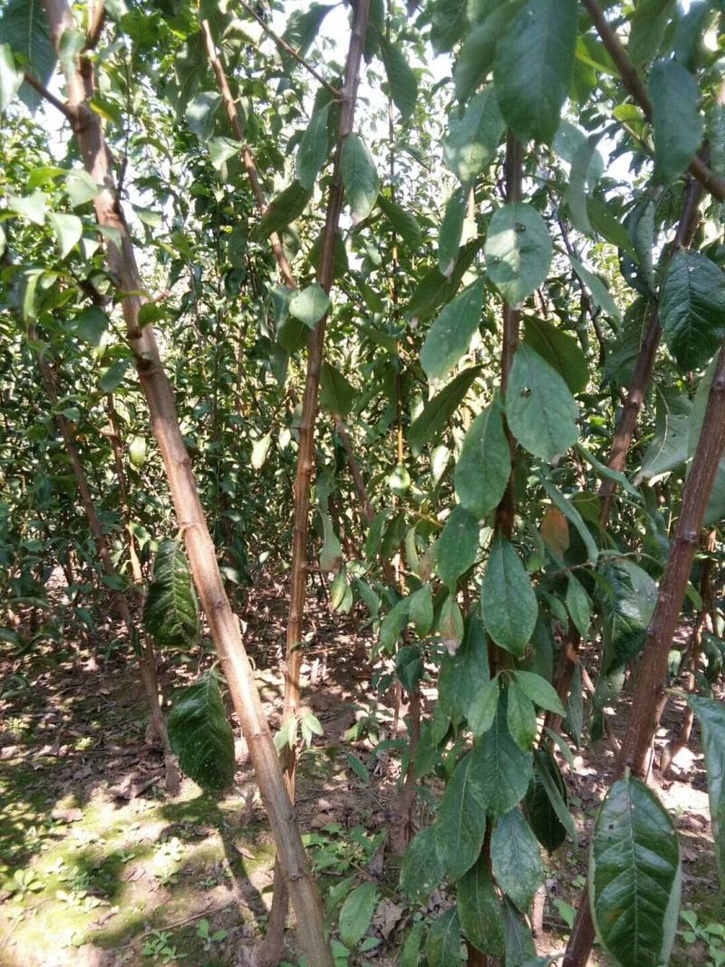 李子树苗50~100cm，西梅李子树苗。法兰西李子树苗