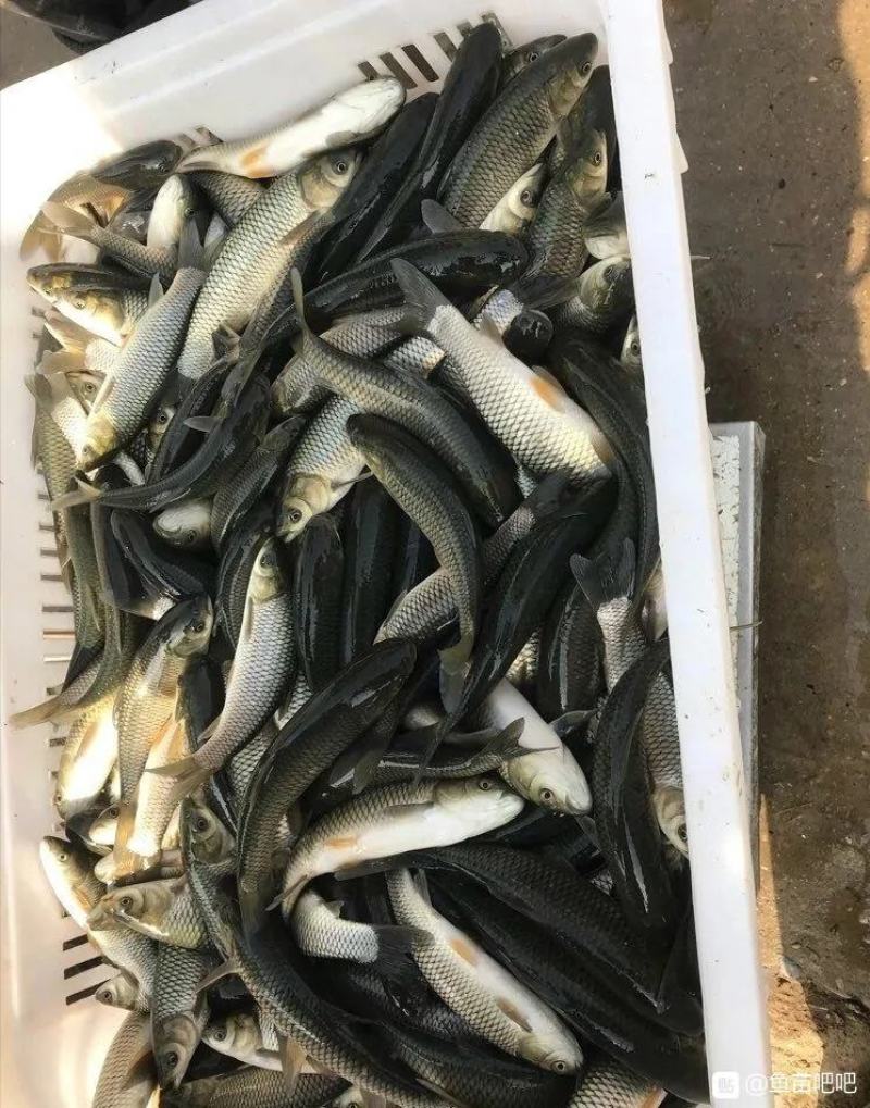 草鱼寸苗，大量供应，鱼塘现捞，可视频看货欢迎电联