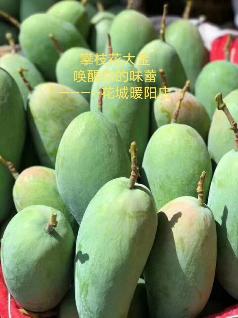 攀枝花芒果大脸芒果椰香凯特苹果芒金煌芒果凯特芒果黄袋
