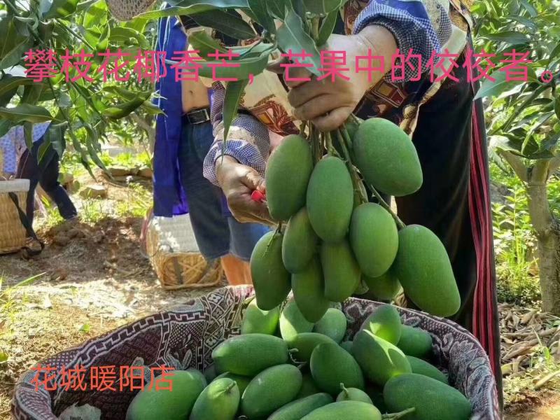 攀枝花芒果大脸芒果椰香凯特苹果芒金煌芒果凯特芒果黄袋