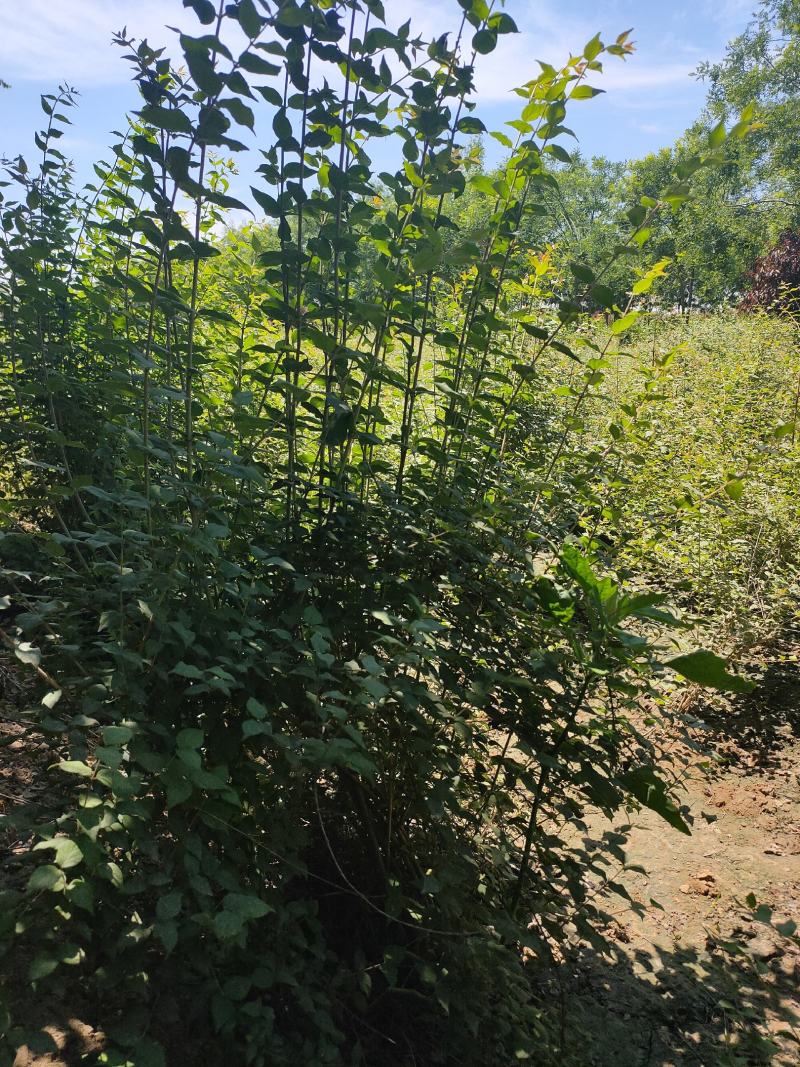 四季玫瑰，猥实，水荀子，醉鱼草