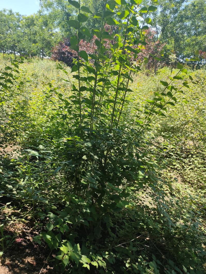 四季玫瑰，猥实，水荀子，醉鱼草