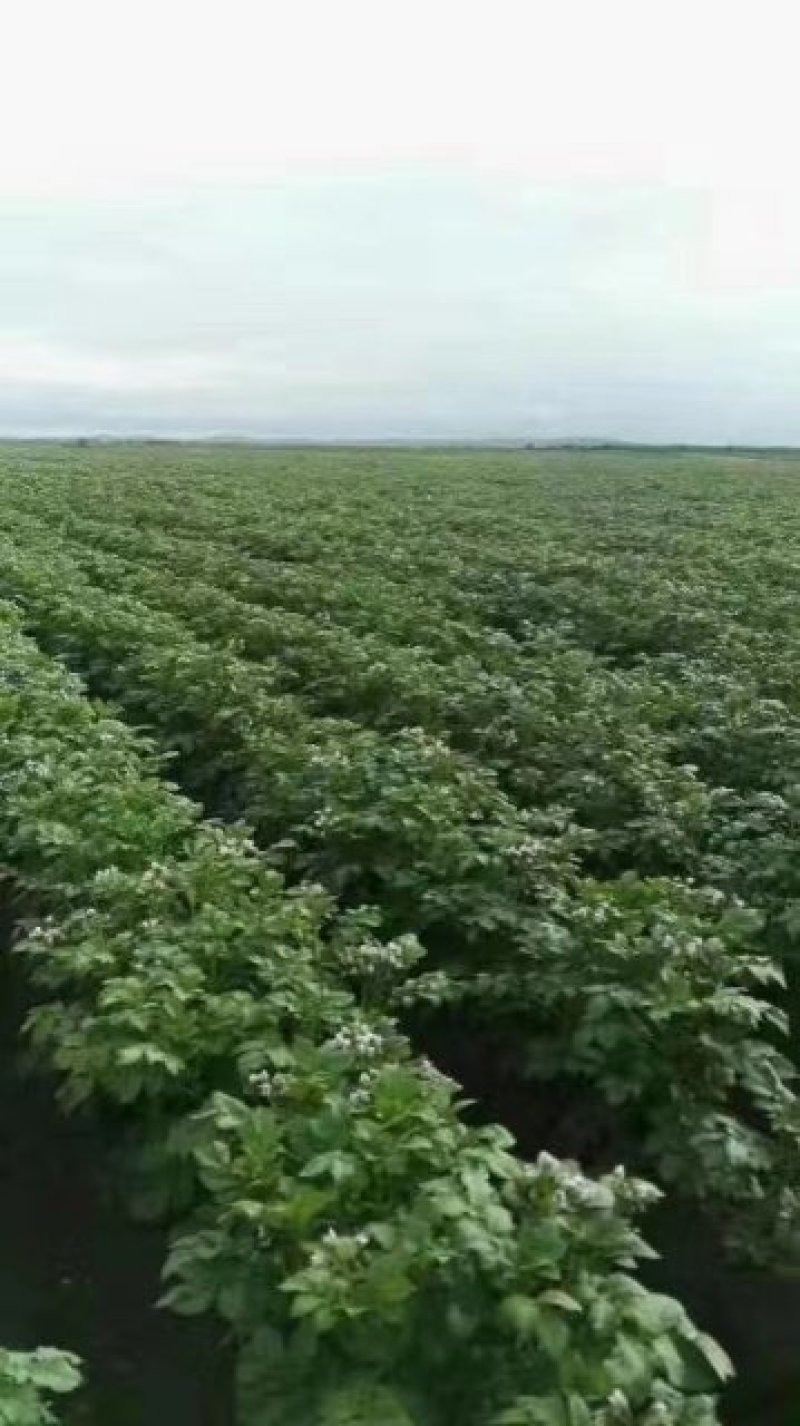 平度莱西土豆大量出货中实力供货！！！！！！！！！！！！