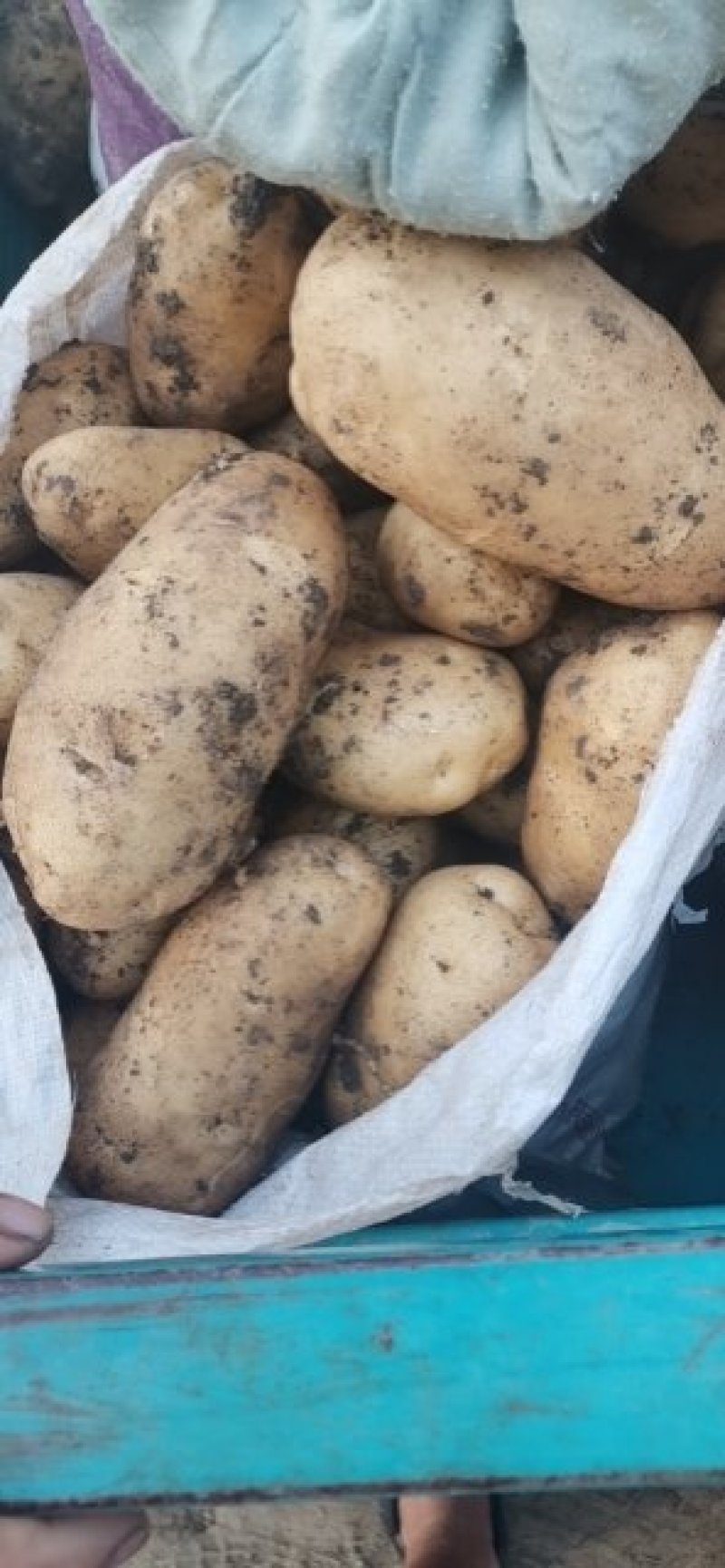 平度莱西土豆大量出货中实力供货！！！！！！！！！！！！