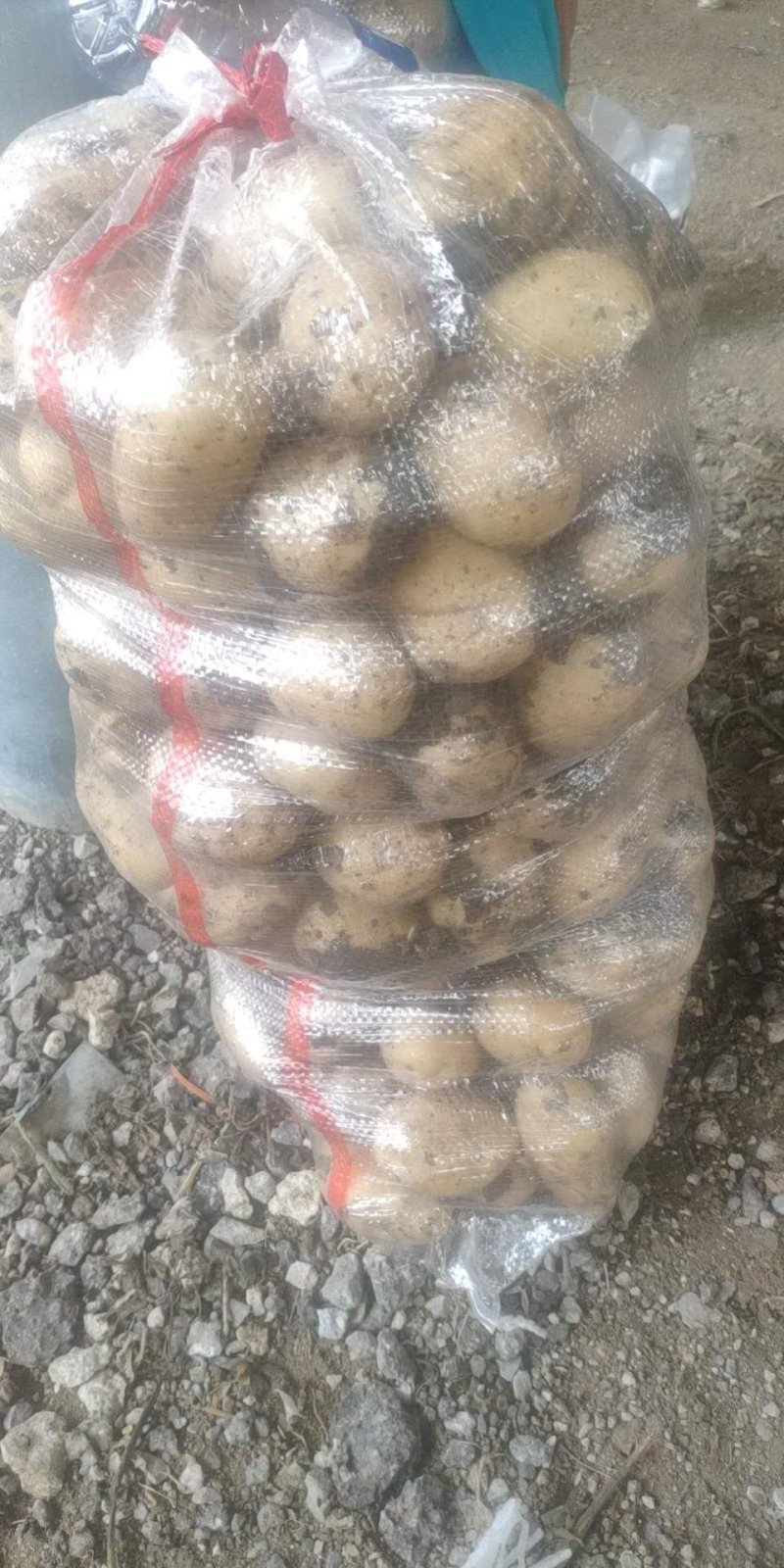 平度莱西土豆大量出货中实力供货！！！！！！！！！！！！