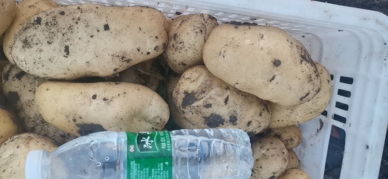 平度莱西土豆大量出货中实力供货！！！！！！！！！！！！