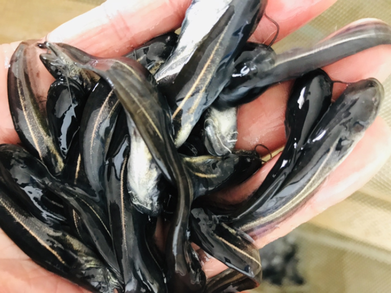 水产种苗淡水鱼苗大口鲶鱼苗六须鲶鱼苗大河鲶叉口鲶