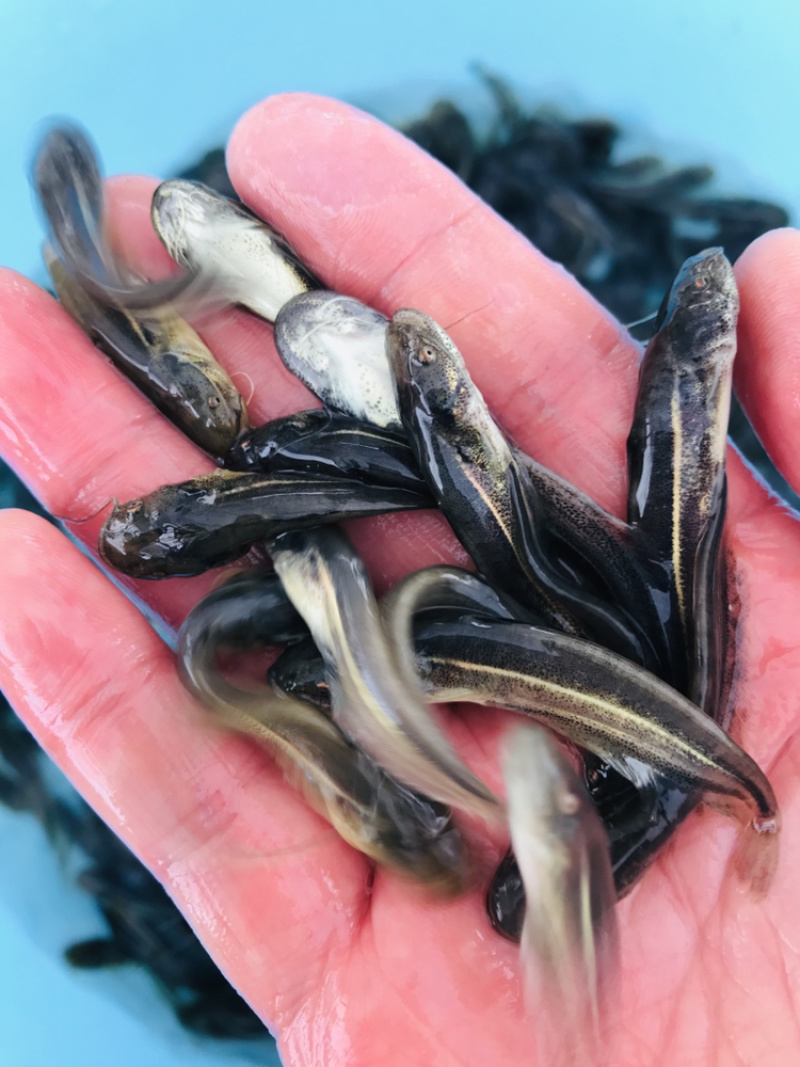水产种苗淡水鱼苗大口鲶鱼苗六须鲶鱼苗大河鲶叉口鲶
