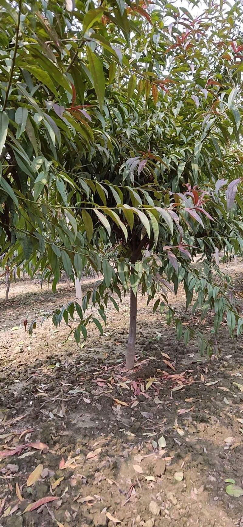 自家苗圃精品货源红叶碧桃，绿化苗木，路树必选。精品货源
