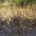 大棵天目琼花，苗圃直销成活率高