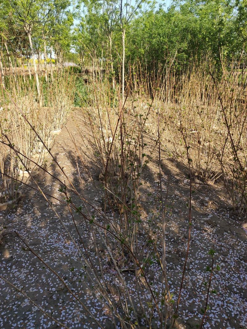 大棵天目琼花，苗圃直销成活率高