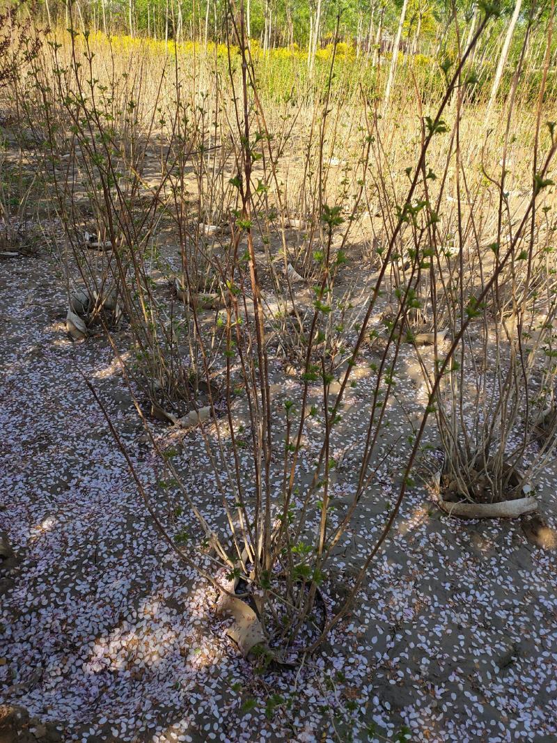 大棵天目琼花，苗圃直销成活率高