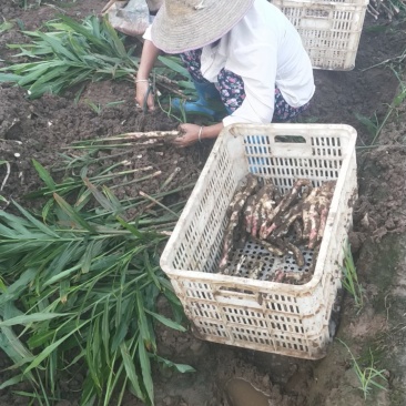 新鲜仔姜大量上市了，欢迎老板下单采购