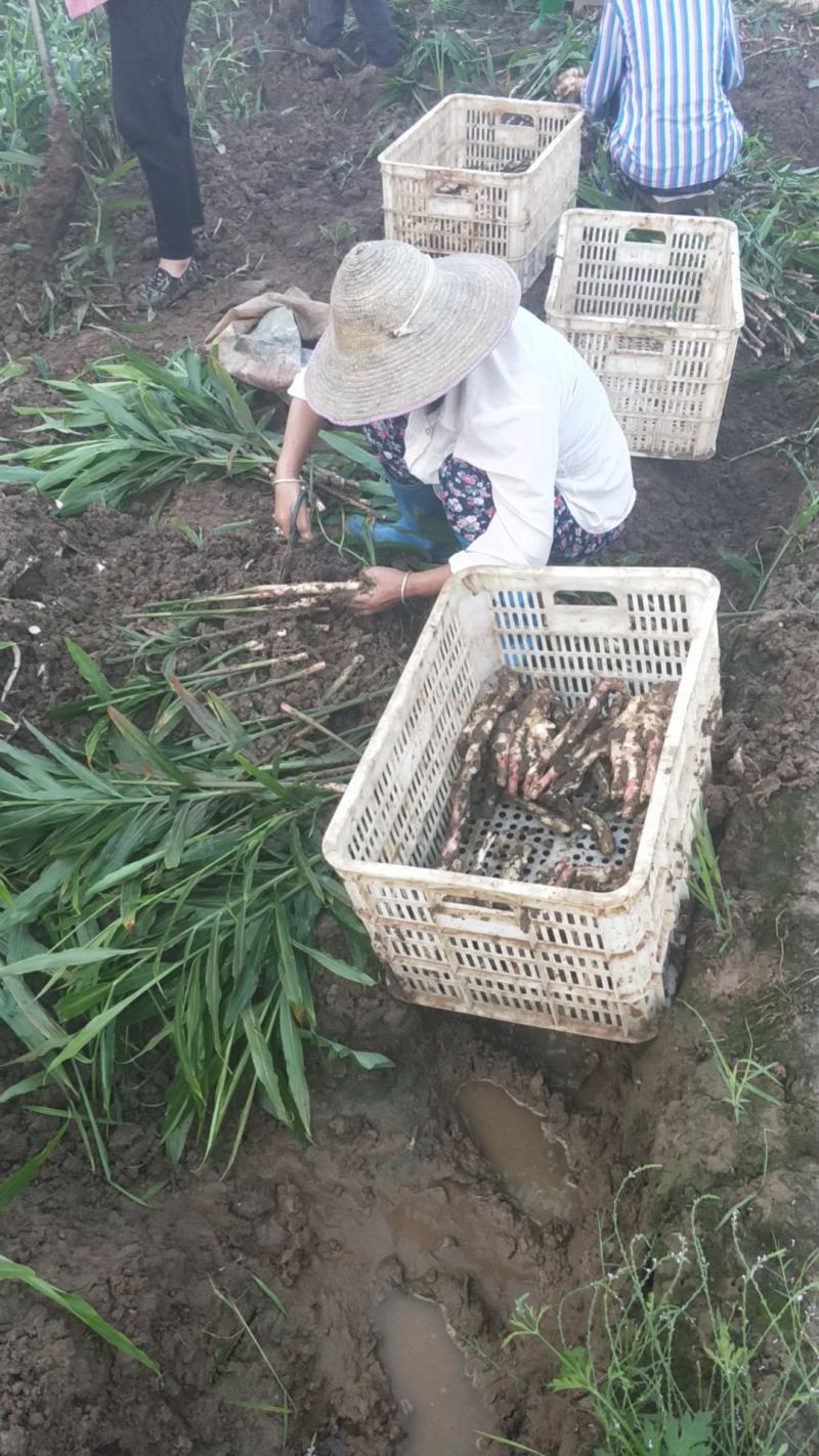 新鲜仔姜大量上市了，欢迎老板下单采购