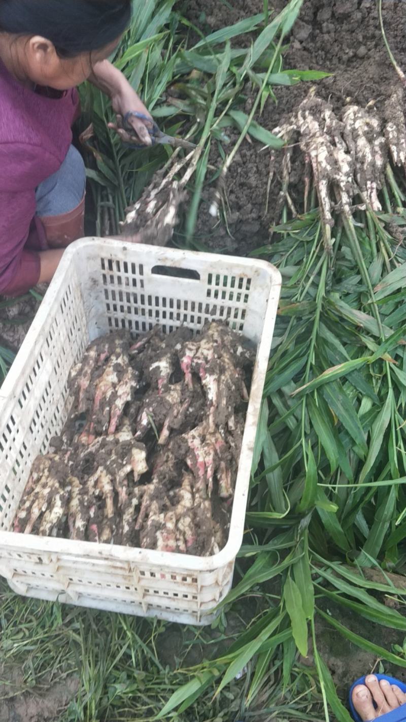 新鲜仔姜大量上市了，欢迎老板下单采购