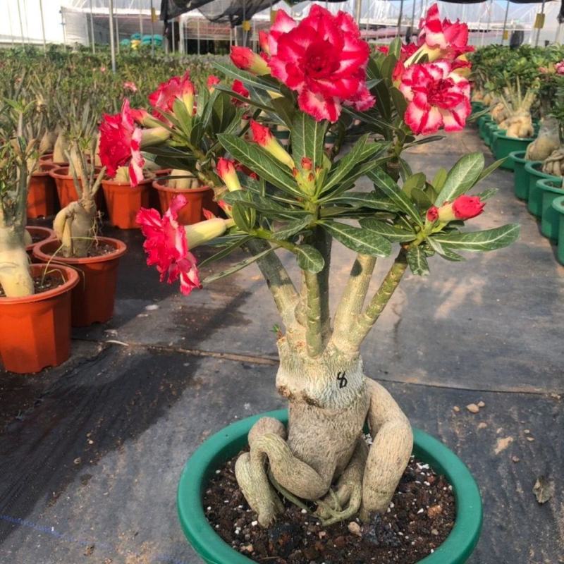 沙漠玫瑰多瓣盆栽老桩观花庭院植物好养阳台四季开花不断花卉