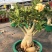 沙漠玫瑰多瓣盆栽老桩观花庭院植物好养阳台四季开花不断花卉
