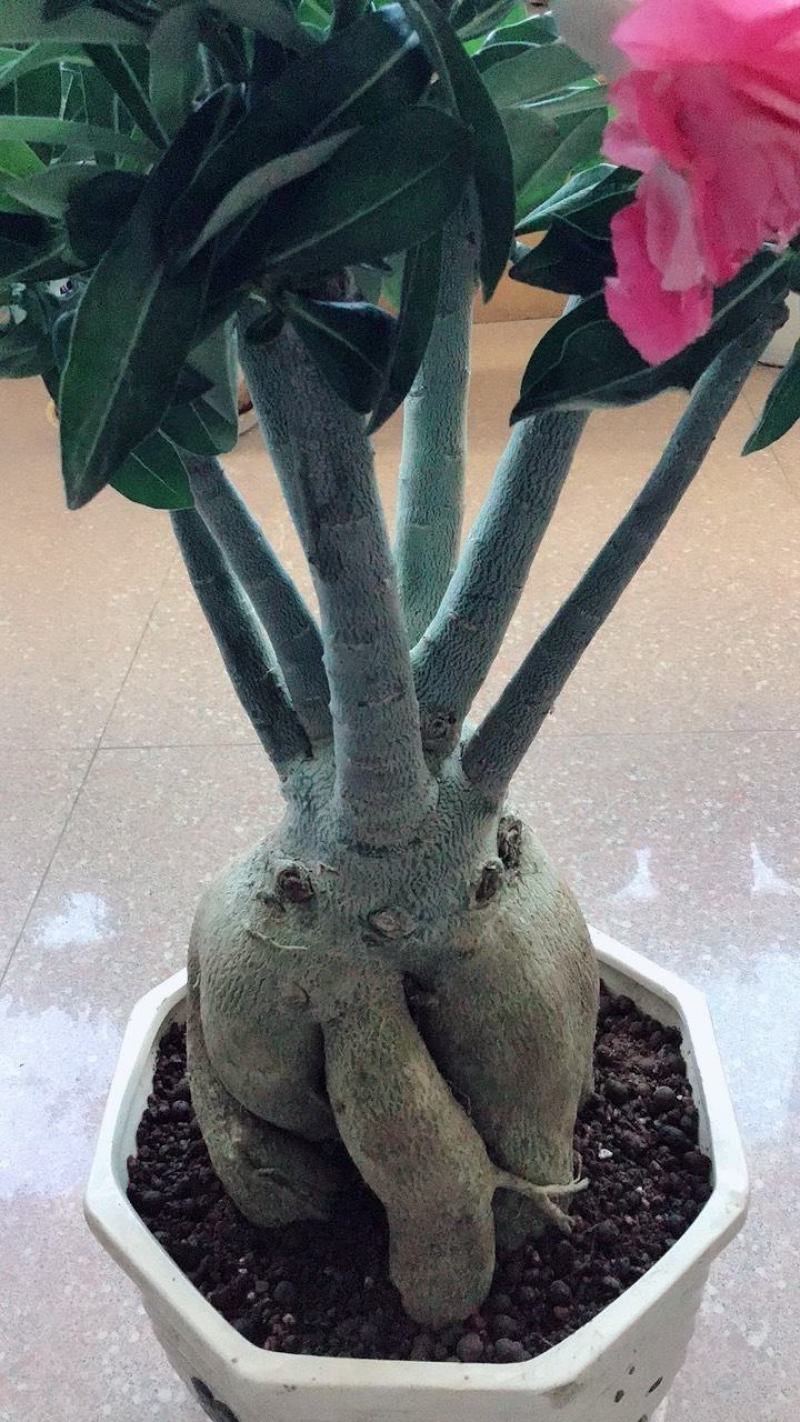 沙漠玫瑰多瓣盆栽老桩观花庭院植物好养阳台四季开花不断花卉