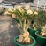 沙漠玫瑰多瓣盆栽老桩观花庭院植物好养阳台四季开花不断花卉