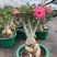 沙漠玫瑰多瓣盆栽老桩观花庭院植物好养阳台四季开花不断花卉