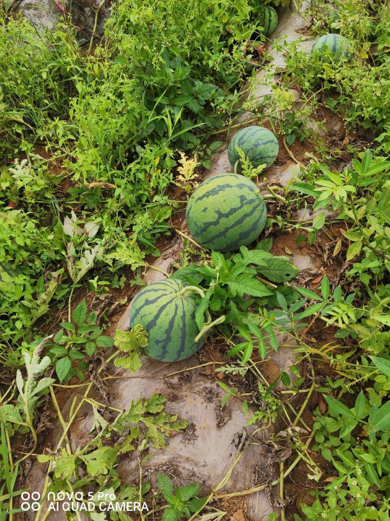 本地西瓜，十天以后结束