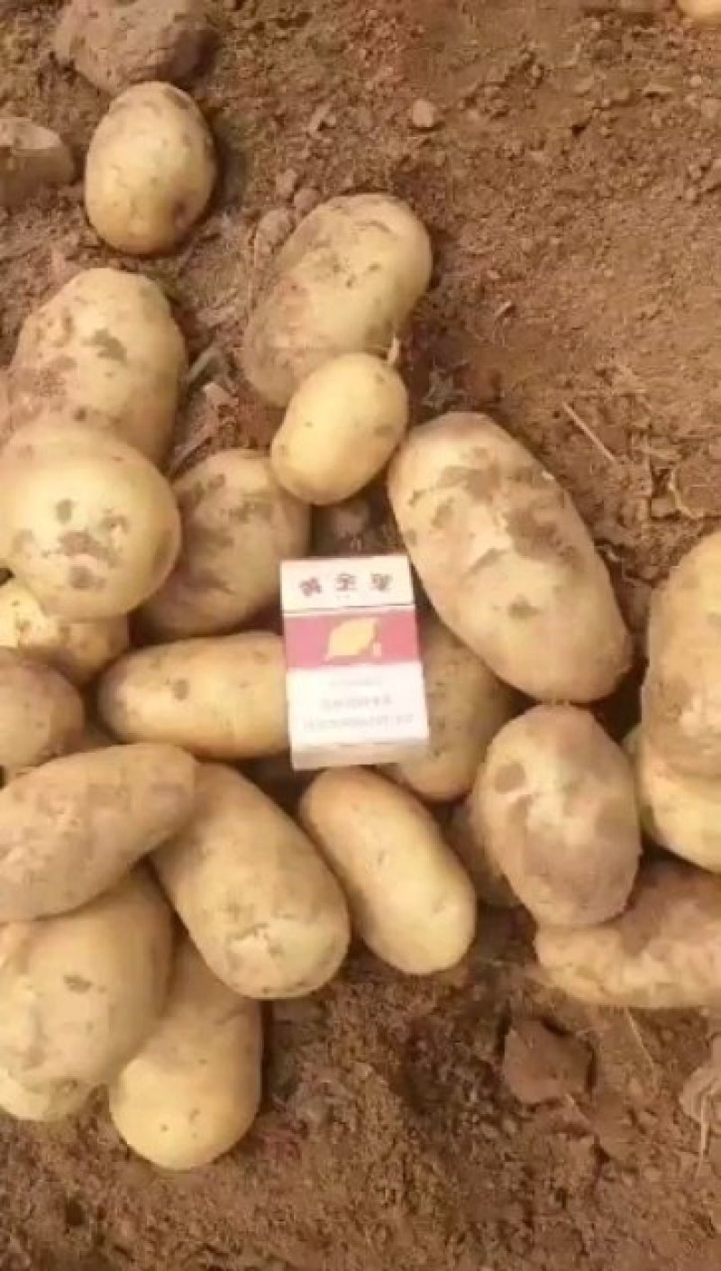 山东土豆荷兰十五黄皮黄心大量上市！！！！！