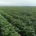 山东土豆荷兰十五黄皮黄心大量上市！！！！！