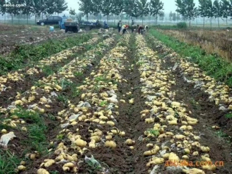 山东土豆荷兰十五黄皮黄心大量上市！！！！！