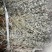 野生青绿香茹草泡茶去暑