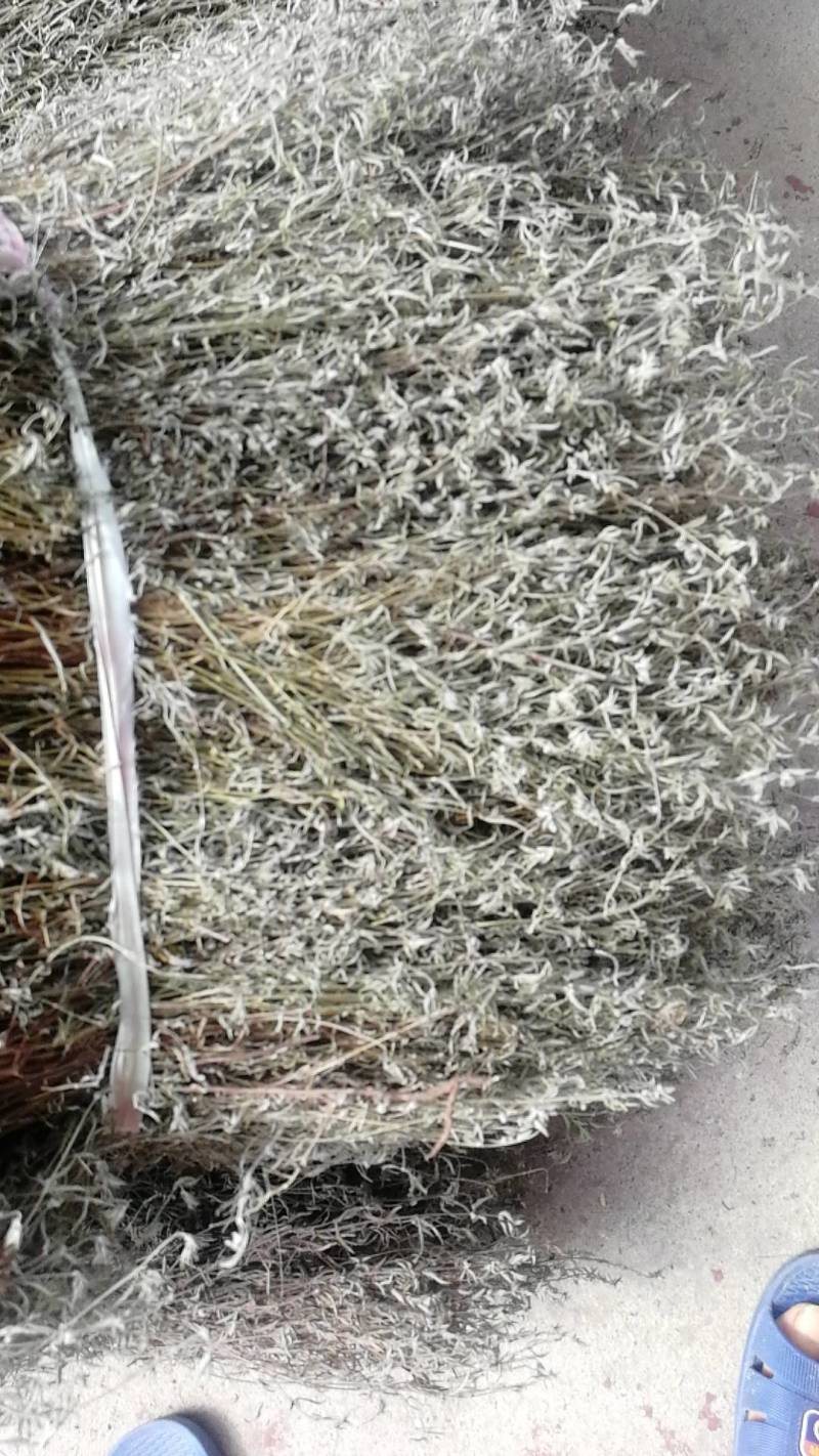 野生青绿香茹草泡茶去暑