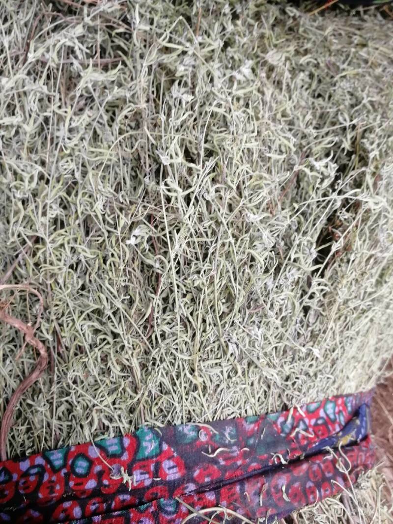 野生青绿香茹草泡茶去暑